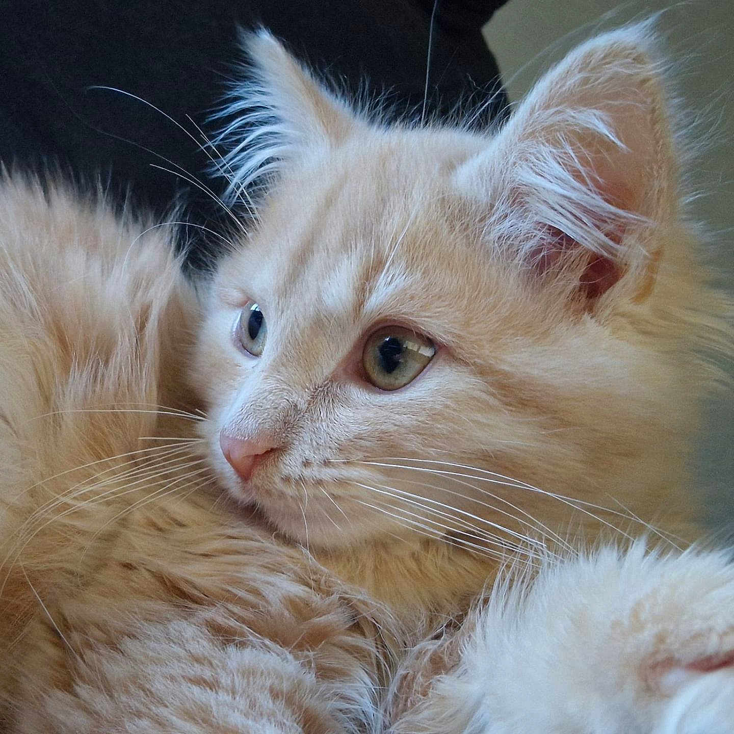 Krys participe au concours pour gagner de l'argent avec cette photo : animal, cat, close_up, cream_color, curious, cute, domestic_cat, ears, feline, fluffy, fur, indoor, kitten, looking_away, pet, portrait, small, soft, whiskers, young