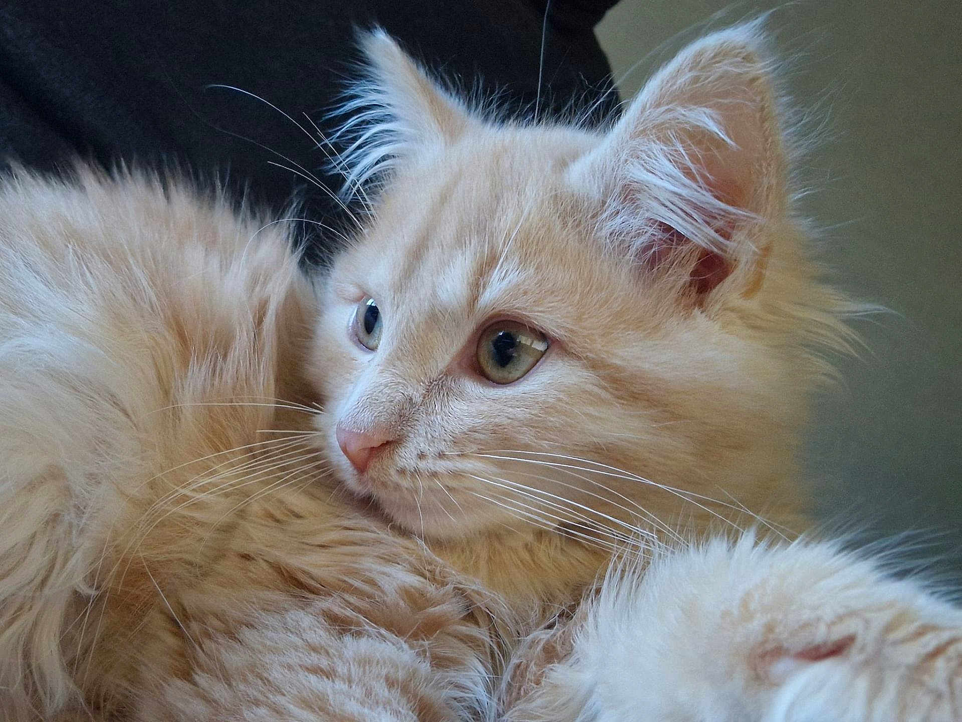 Krys participe au concours pour gagner de l'argent avec cette photo : cat, kitten, fluffy, close_up, cream_color, whiskers, ears, fur, pet, animal, cute, curious, portrait, young, feline, indoor, soft, small, looking_away, domestic_cat