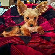 Ollie is registered to the contest to win money with this photo: dog, puppy, small_dog, ears, blanket, red, black, checkered, living_room, television, furniture, sitting, cute, pet, fur, indoors, cozy, home, animal, portrait