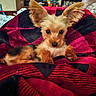dog, puppy, small_dog, ears, blanket, red, black, checkered, living_room, television, furniture, sitting, cute, pet, fur, indoors, cozy, home, animal, portrait