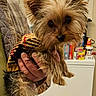 Ollie is registered to the contest to win money with this photo: dog, small_dog, yorkshire_terrier, pet, animal, hand, person, sweater, clothing, indoor, kitchen, counter, household_items, furry, ears, cute, companion, domestic, cozy, holding