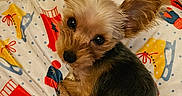 Ollie joined the competition — help win amazing prizes! dog, puppy, small_dog, curled_up, big_ears, cute, blanket, patterned_blanket, indoor, floor, tile_floor, looking_up, fur, brown_fur, black_fur, pet, animal, cozy, winter_theme, resting