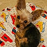 dog, puppy, small_dog, curled_up, big_ears, cute, blanket, patterned_blanket, indoor, floor, tile_floor, looking_up, fur, brown_fur, black_fur, pet, animal, cozy, winter_theme, resting