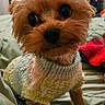 Ollie is registered to the contest to win money with this photo: dog, small_dog, yorkshire_terrier, pet, cute, knitted_sweater, bed, blanket, indoors, fur, animal, companion, curious, portrait, cute_pet, cozy, soft_texture, puppy, looking_at_camera, fluffy