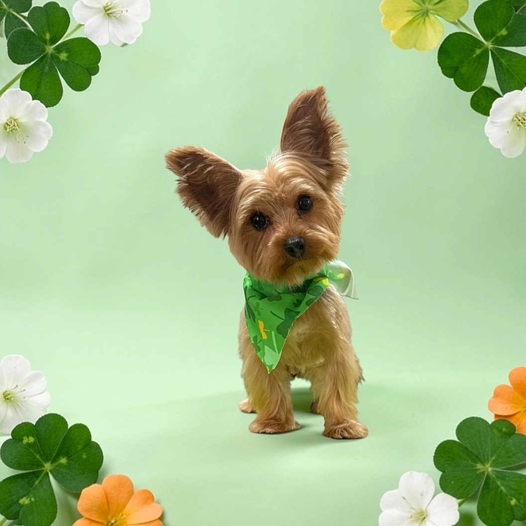 Ollie is registered to the contest to win money with this photo: dog, small_dog, yorkshire_terrier, green_bandana, shamrock, clover, flowers, orange_flower, white_flower, green_background, cute, pet, studio_shot, portrait, animal, fur, ears, standing, looking_at_camera, adorable