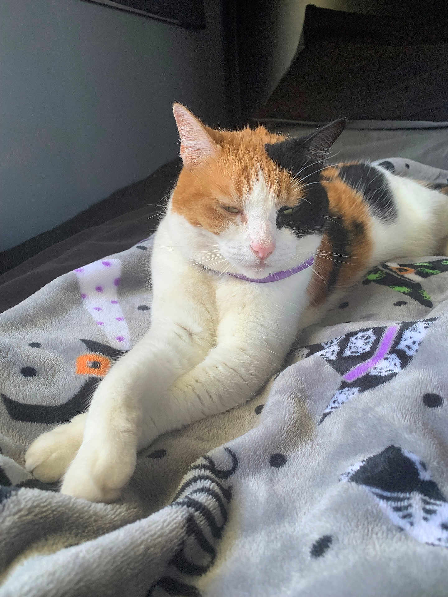 Pig is registered to the contest to win money with this photo: cat, calico, pet, animal, feline, resting, blanket, indoor, cozy, fur, whiskers, paws, bed, relaxed, cute, domestic_animal, sleepy, stretching, collar, closeup