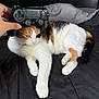 Pig joined the competition — help win amazing prizes! cat, calico_cat, bed, black_bedspread, video_game_controller, hand, indoor, pet, animal, fur, relaxed, lying_down, playful, unimpressed, close_up, domestic_cat, whiskers, paw, soft, resting