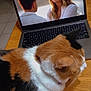 cat, calico_cat, laptop, screen, people, woman, man, conversation, table, wooden_table, indoor, fur, fluffy, technology, device, home, relaxing, pet, animal, screen_display