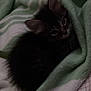 kitten, cat, blanket, green, white, striped, fur, pet, cozy, cute, animal, sleepy, resting, indoors, soft, small, fur_pattern, whiskers, ears, eyes