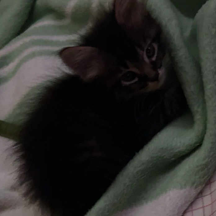 Milo is registered to the contest to win money with this photo: animal, blanket, cat, cozy, cute, ears, eyes, fur, fur_pattern, green, indoors, kitten, pet, resting, sleepy, small, soft, striped, whiskers, white