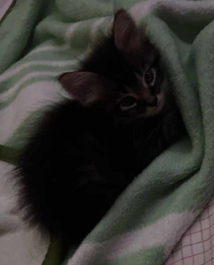 Milo is registered to the contest to win money with this photo: kitten, cat, blanket, green, white, striped, fur, pet, cozy, cute, animal, sleepy, resting, indoors, soft, small, fur_pattern, whiskers, ears, eyes