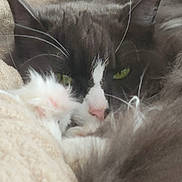 Smudgy joined the competition — help win amazing prizes! cat, animal, pet, feline, cozy, blanket, fur, sleepy, green_eyes, whiskers, soft_texture, indoor, resting, cute, closeup, face, pink_nose, ears, relaxed, domestic_cat