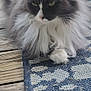 Smudgy is registered to the contest to win money with this photo: cat, fluffy, long_hair, gray, white, green_eyes, pet, animal, outdoor, wooden_deck, rug, patterned_rug, relaxed, feline, whiskers, paw, close_up, natural_light, portrait, resting