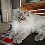 cat, fluffy, blue_eyes, indoor, wooden_furniture, table, paws, resting, red_checkered_cloth, decor, pot, cozy, relaxed, pet, animal, fur, closeup, domestic, cute, calm