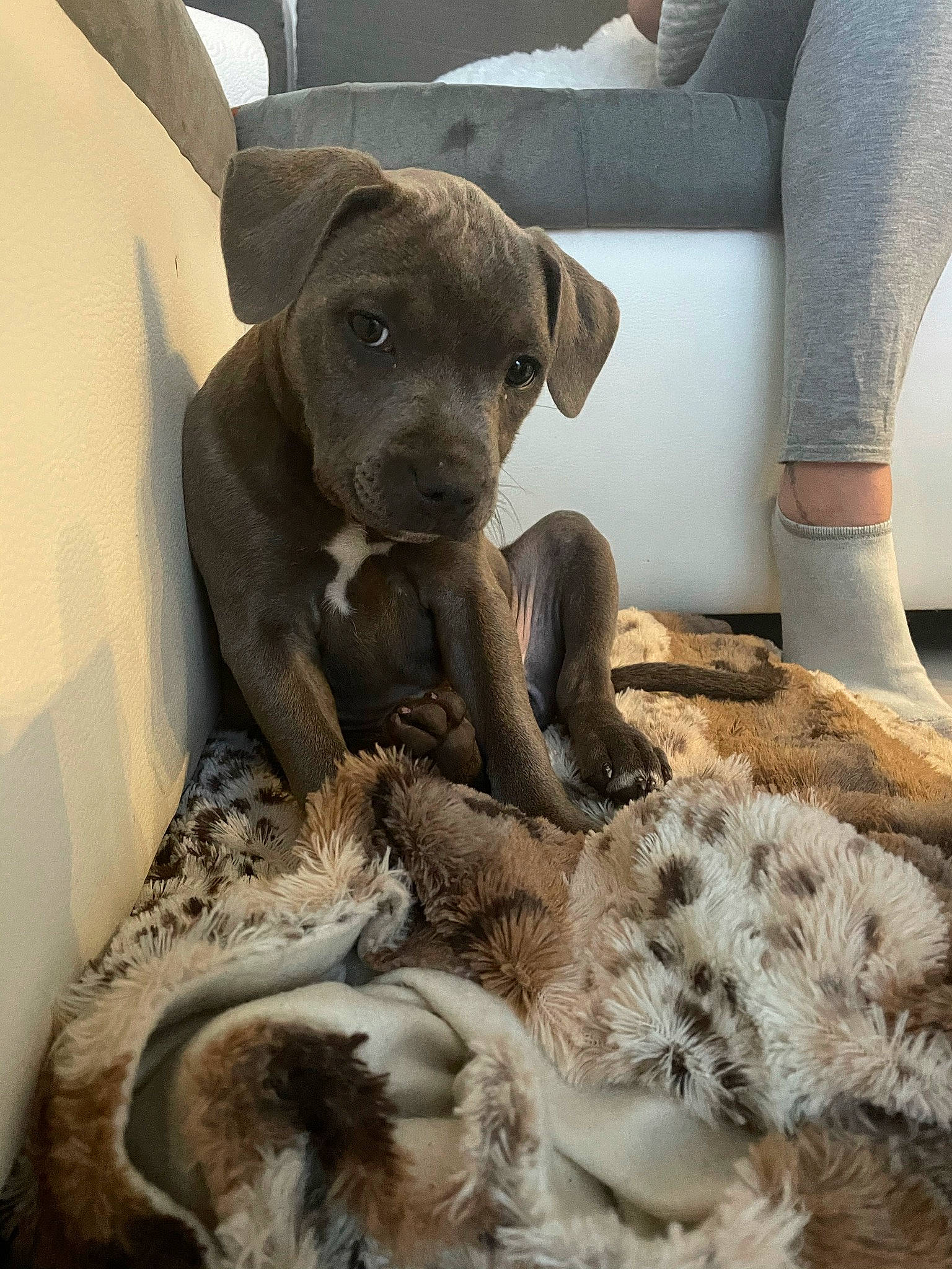 Bulma a rejoint le concours — aidez-le/la à gagner de superbes lots ! canidae, carnivore, comfort, companion_dog, couch, dog, dog_breed, fawn, fur, human_leg, liver, paw, snout, sporting_group, studio_couch, terrestrial_animal, thigh, whiskers, wildlife, working_animal