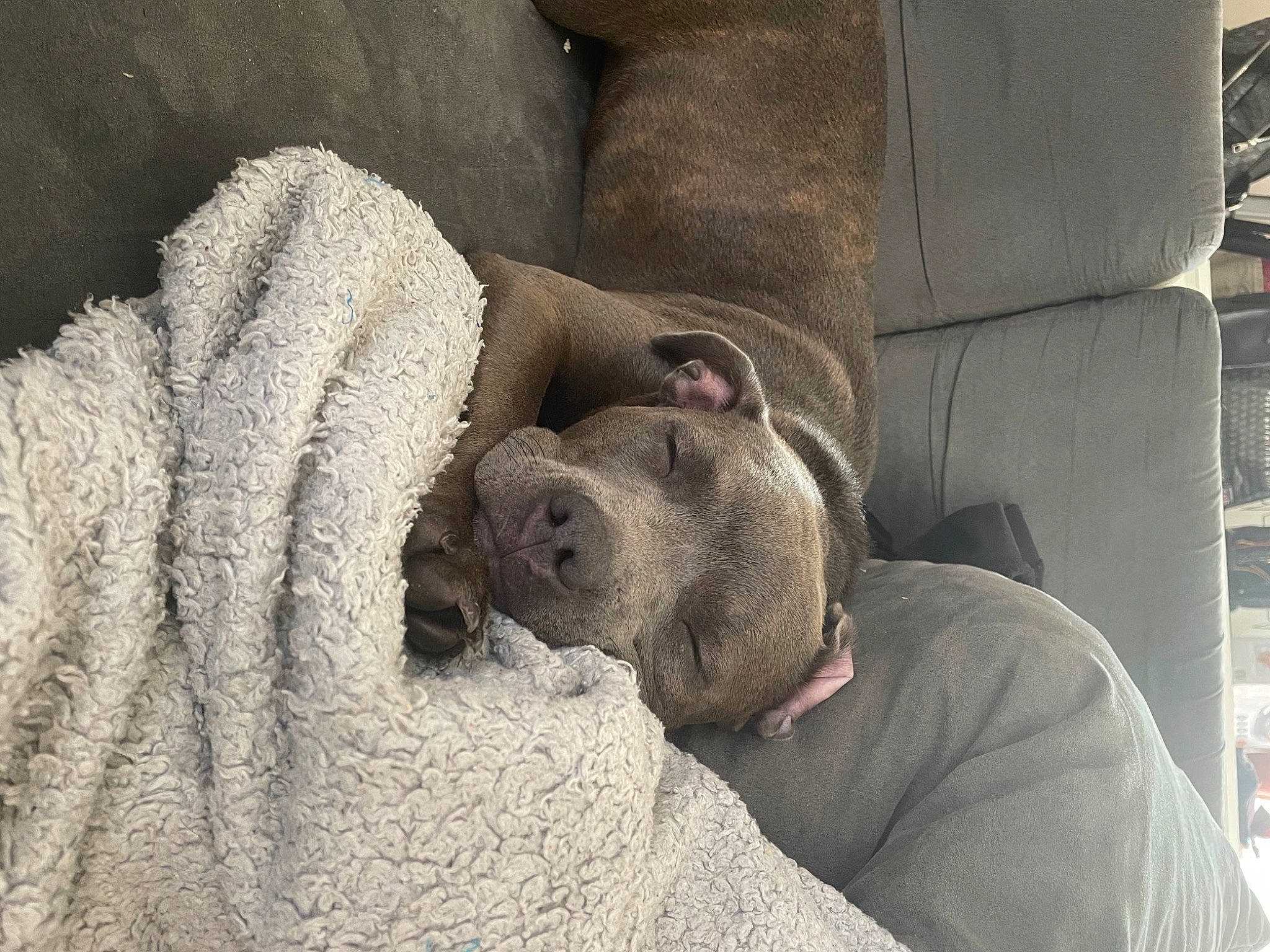 Bulma a rejoint le concours — aidez-le/la à gagner de superbes lots ! canidae, carnivore, comfort, companion_dog, dog, dog_breed, fawn, flesh, fur, grey, gunny_sack, linens, rock, shelf, snout, sporting_group, terrestrial_animal, wood, working_animal, wrinkle