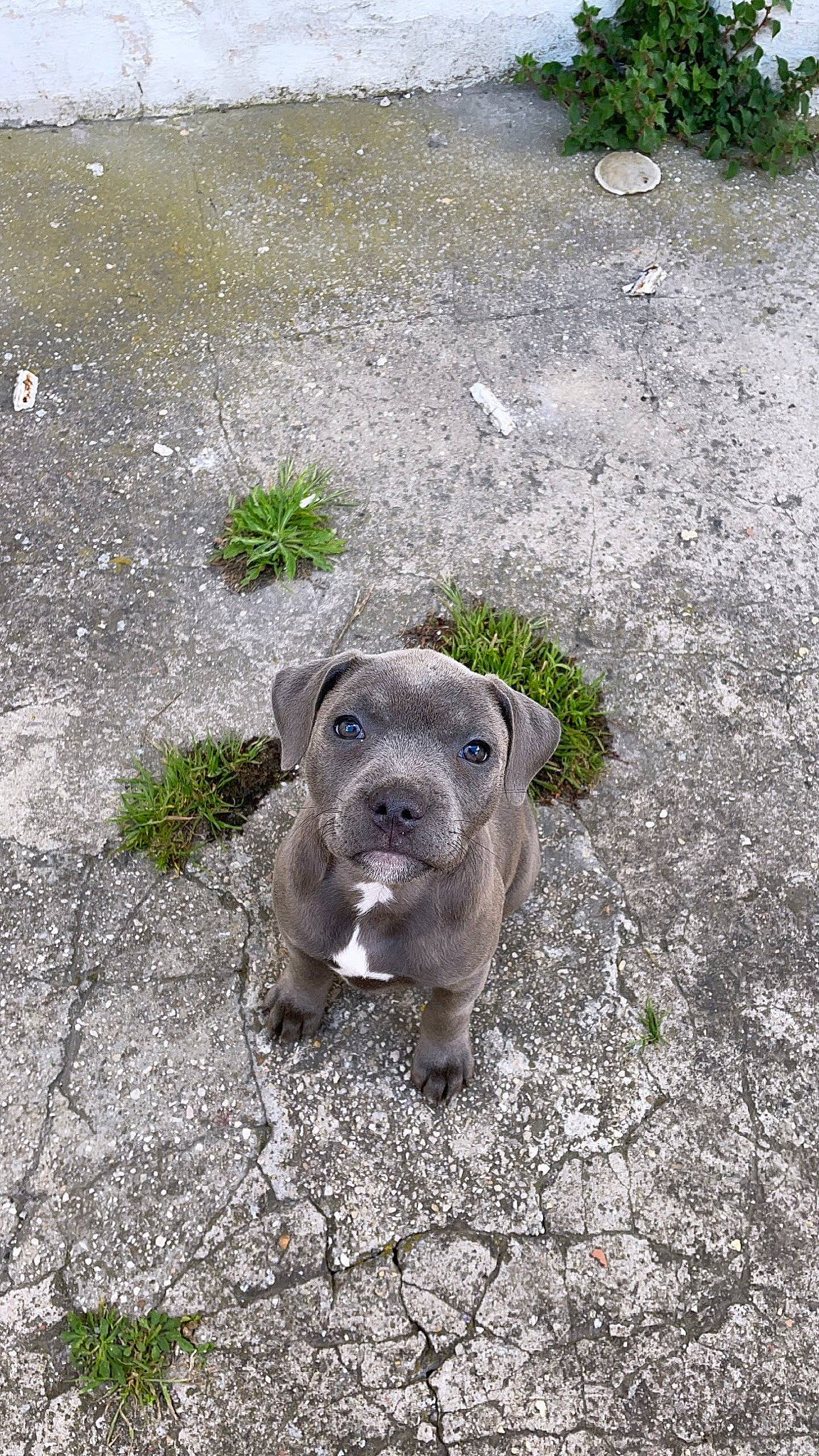 Bulma a rejoint le concours — aidez-le/la à gagner de superbes lots ! art, asphalt, boar, carnivore, dog_breed, eye, fawn, grass, groundcover, livestock, peccary, plant, road_surface, sculpture, snout, sporting_group, suidae, terrestrial_animal, whiskers, working_animal