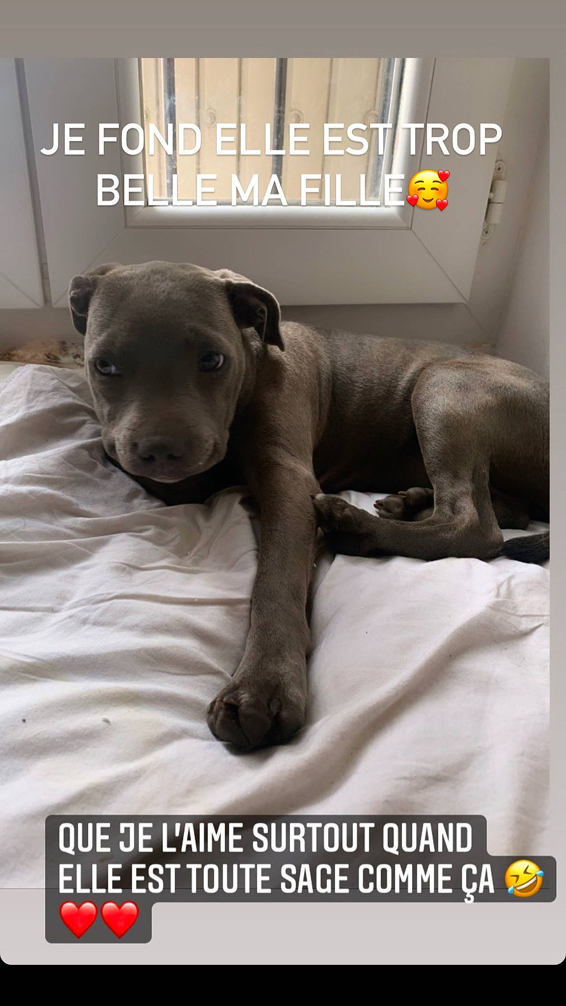 Bulma participe au concours pour gagner de l'argent avec cette photo : canidae, carnivore, comfort, companion_dog, dog, dog_breed, dog_supply, fawn, font, liver, paw, photo_caption, snout, sporting_group, tail, terrestrial_animal, toy, toy_dog, whiskers, working_animal