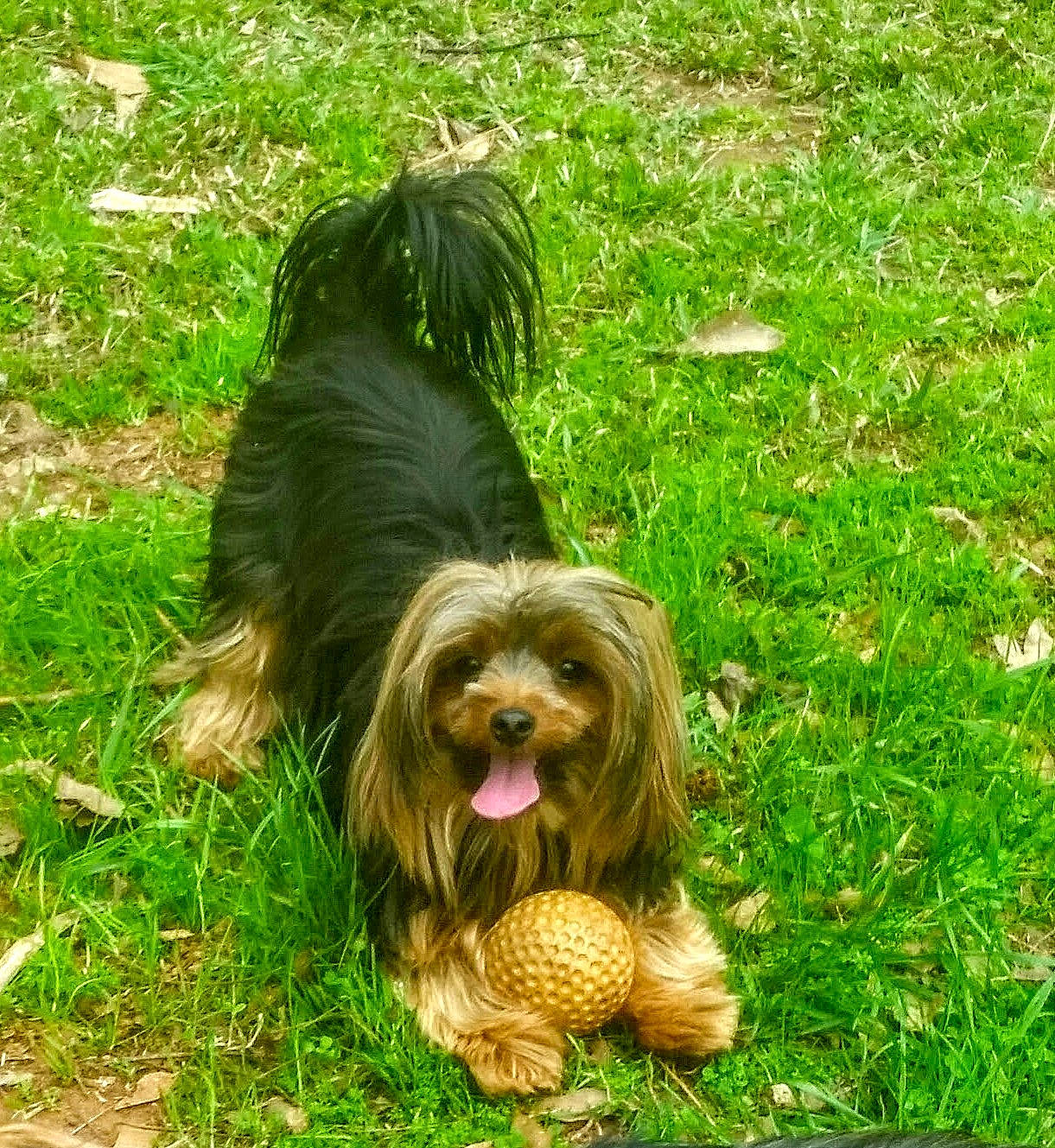 Mindy joined the competition — help win amazing prizes! canidae, carnivore, companion_dog, dog, dog_breed, fur, grass, groundcover, jungle, liver, palm_tree, people_in_nature, plant, snout, sporting_group, terrestrial_animal, terrier, toy_dog, water_dog, working_animal