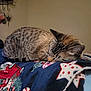 Baby is registered to the contest to win money with this photo: cat, tabby_cat, sleeping, blanket, indoor, cozy, feline, resting, animal, pet, striped, fur, warm, comfort, holiday, decor, soft, cute, relaxed, quiet