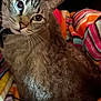 cat, tabby, blue_eyes, pet, animal, feline, striped_blanket, colorful, cozy, indoor, fur, whiskers, face, ears, curious, looking_back, domestic_cat, soft_texture, relaxed, closeup