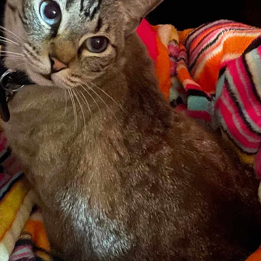 Baby is registered to the contest to win money with this photo: animal, blue_eyes, cat, closeup, colorful, cozy, curious, domestic_cat, ears, face, feline, fur, indoor, looking_back, pet, relaxed, soft_texture, striped_blanket, tabby, whiskers