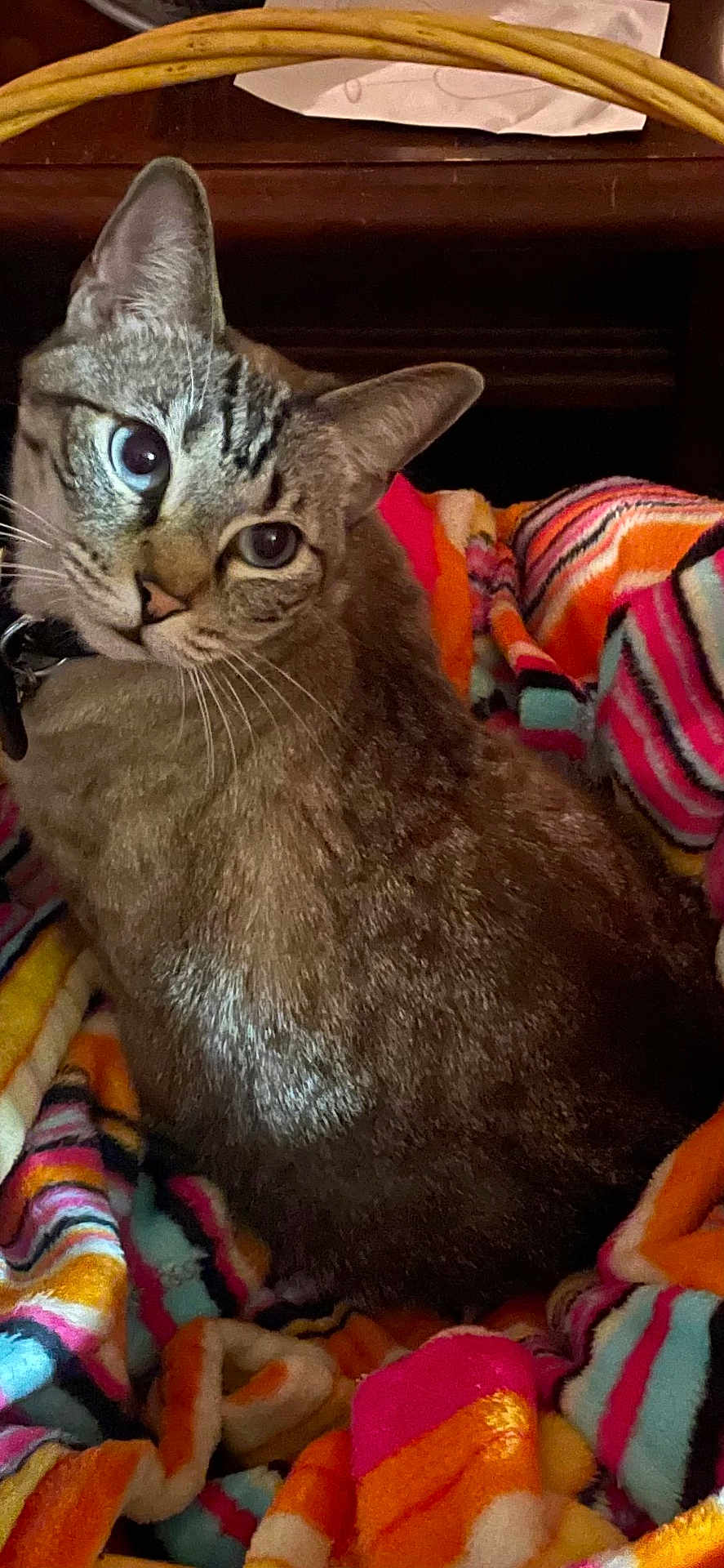 Baby is registered to the contest to win money with this photo: cat, tabby, blue_eyes, pet, animal, feline, striped_blanket, colorful, cozy, indoor, fur, whiskers, face, ears, curious, looking_back, domestic_cat, soft_texture, relaxed, closeup