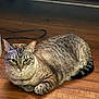 cat, tabby_cat, loafing, wooden_floor, pet, domestic_animal, feline, striped_fur, whiskers, ears, animal_face, indoor, relaxed, resting, floorboard, curious_look, household, fur_texture, quiet, companion
