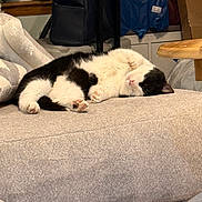 Atticus is registered to the contest to win money with this photo: cat, tuxedo_cat, sleeping_cat, nap, paw, pink_paws, cozy, couch, upholstery, blanket, indoor, living_room, pet, fur, whiskers, relaxed, sideways, face, closeup, domestic