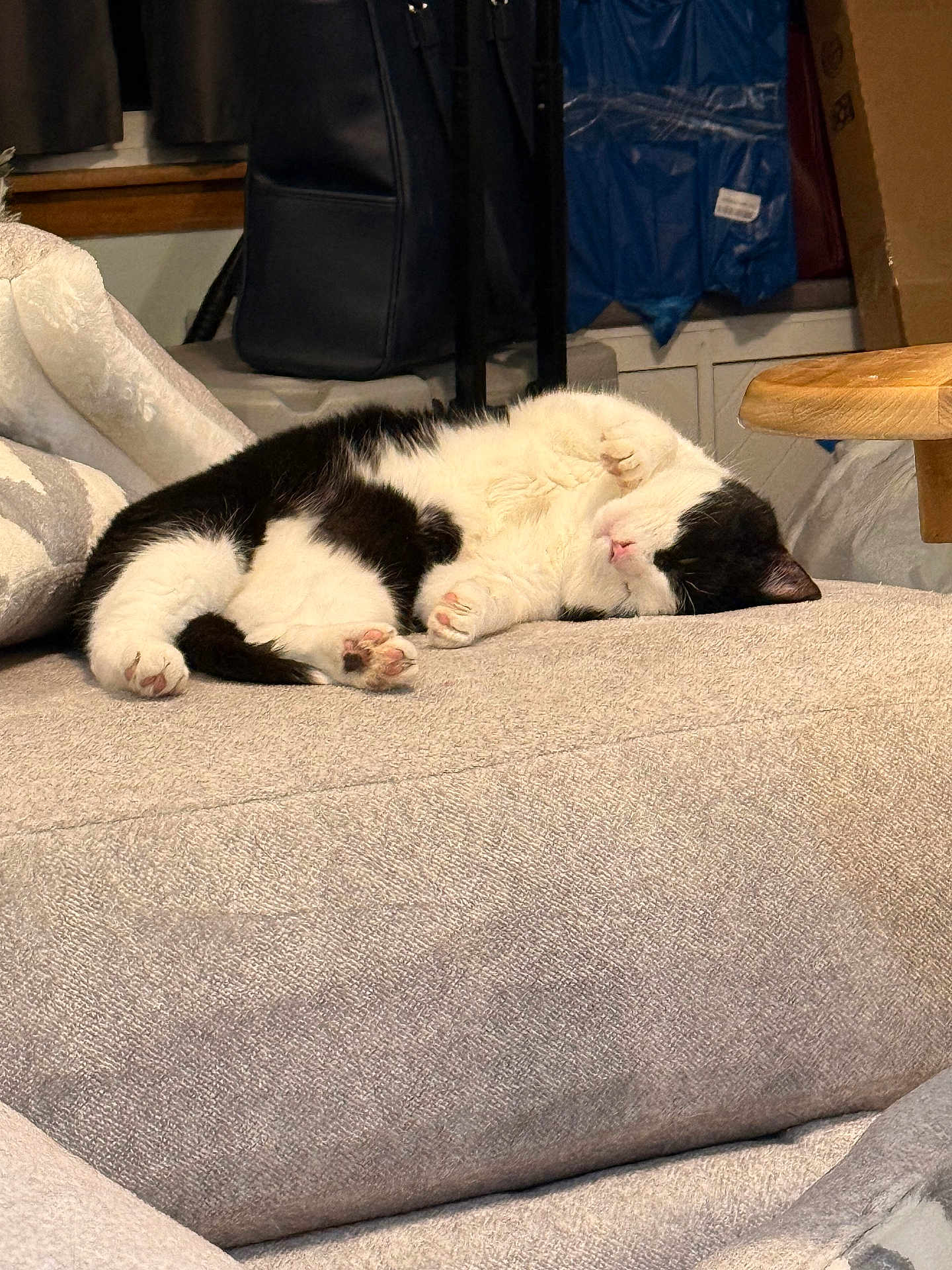 Atticus is registered to the contest to win money with this photo: cat, tuxedo_cat, sleeping_cat, nap, paw, pink_paws, cozy, couch, upholstery, blanket, indoor, living_room, pet, fur, whiskers, relaxed, sideways, face, closeup, domestic