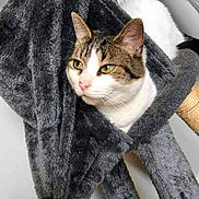 Vega joined the competition — help win amazing prizes! cat, tabby, white, pet, feline, resting, hammock, cat_bed, scratching_post, fur, animal, indoor, cozy, soft_texture, relaxed, ears, whiskers, eyes, nose, paws
