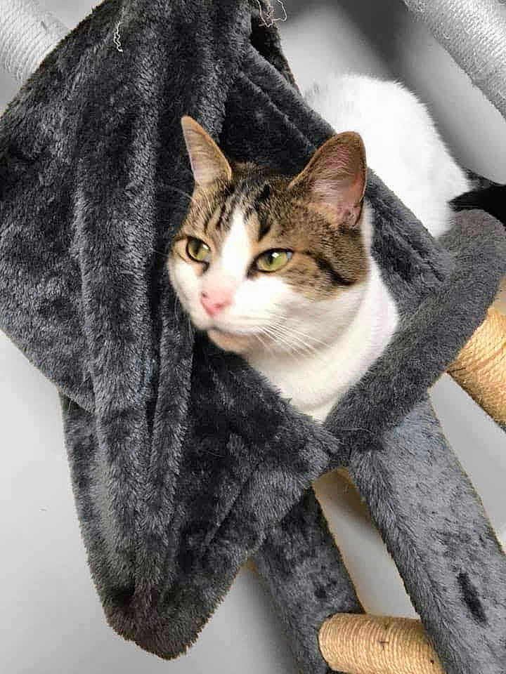 Vega joined the competition — help win amazing prizes! cat, tabby, white, pet, feline, resting, hammock, cat_bed, scratching_post, fur, animal, indoor, cozy, soft_texture, relaxed, ears, whiskers, eyes, nose, paws