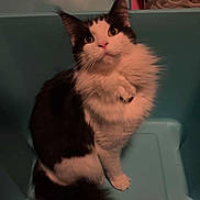 Willow is registered to the contest to win money with this photo: cat, black_and_white, fluffy, pet, indoor, bin, plastic_container, curious, looking_up, laundry_room, household, feline, whiskers, ears, tail, carpet, domestic_animal, cute, sitting, animal