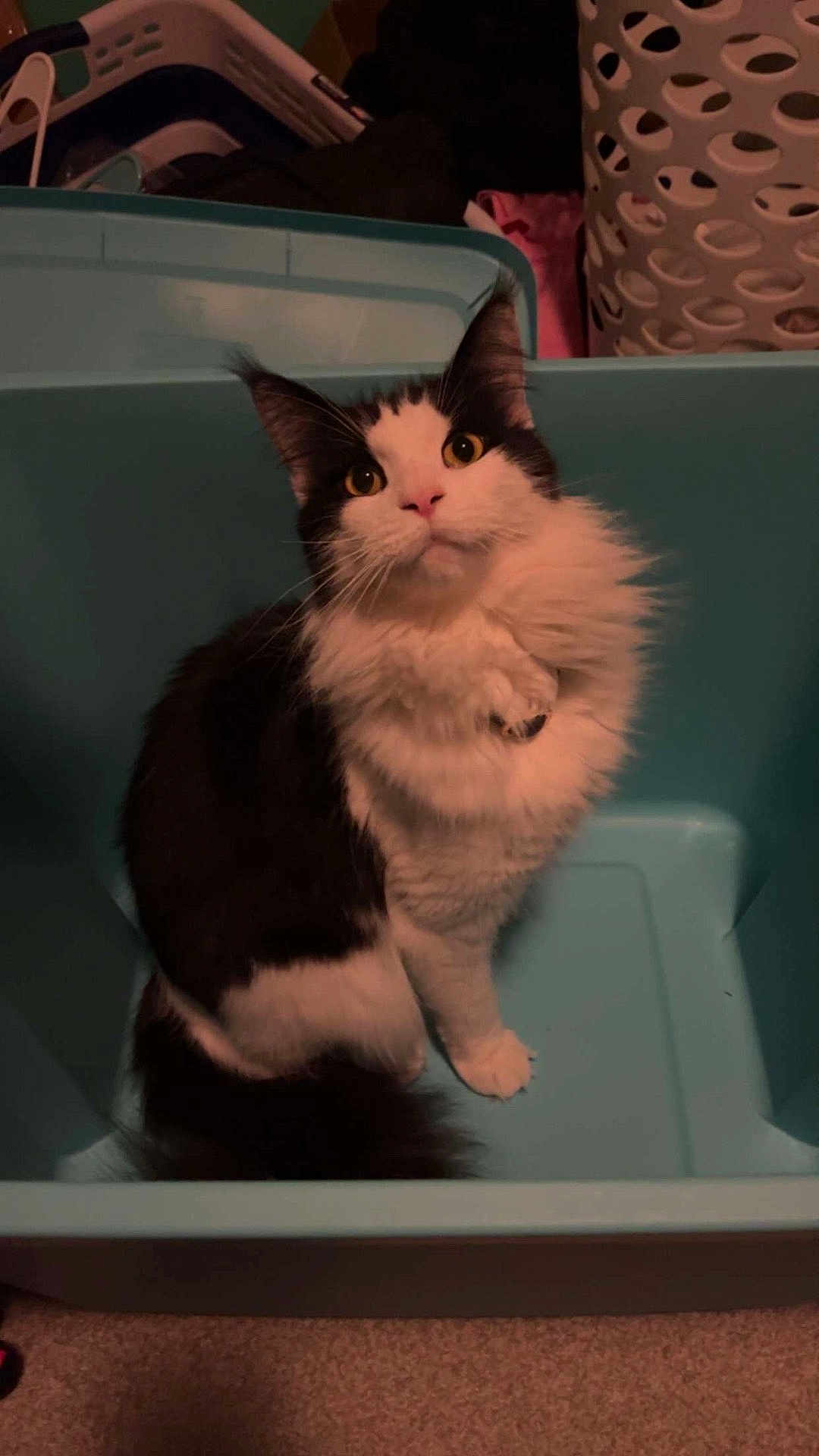 Willow is registered to the contest to win money with this photo: cat, black_and_white, fluffy, pet, indoor, bin, plastic_container, curious, looking_up, laundry_room, household, feline, whiskers, ears, tail, carpet, domestic_animal, cute, sitting, animal