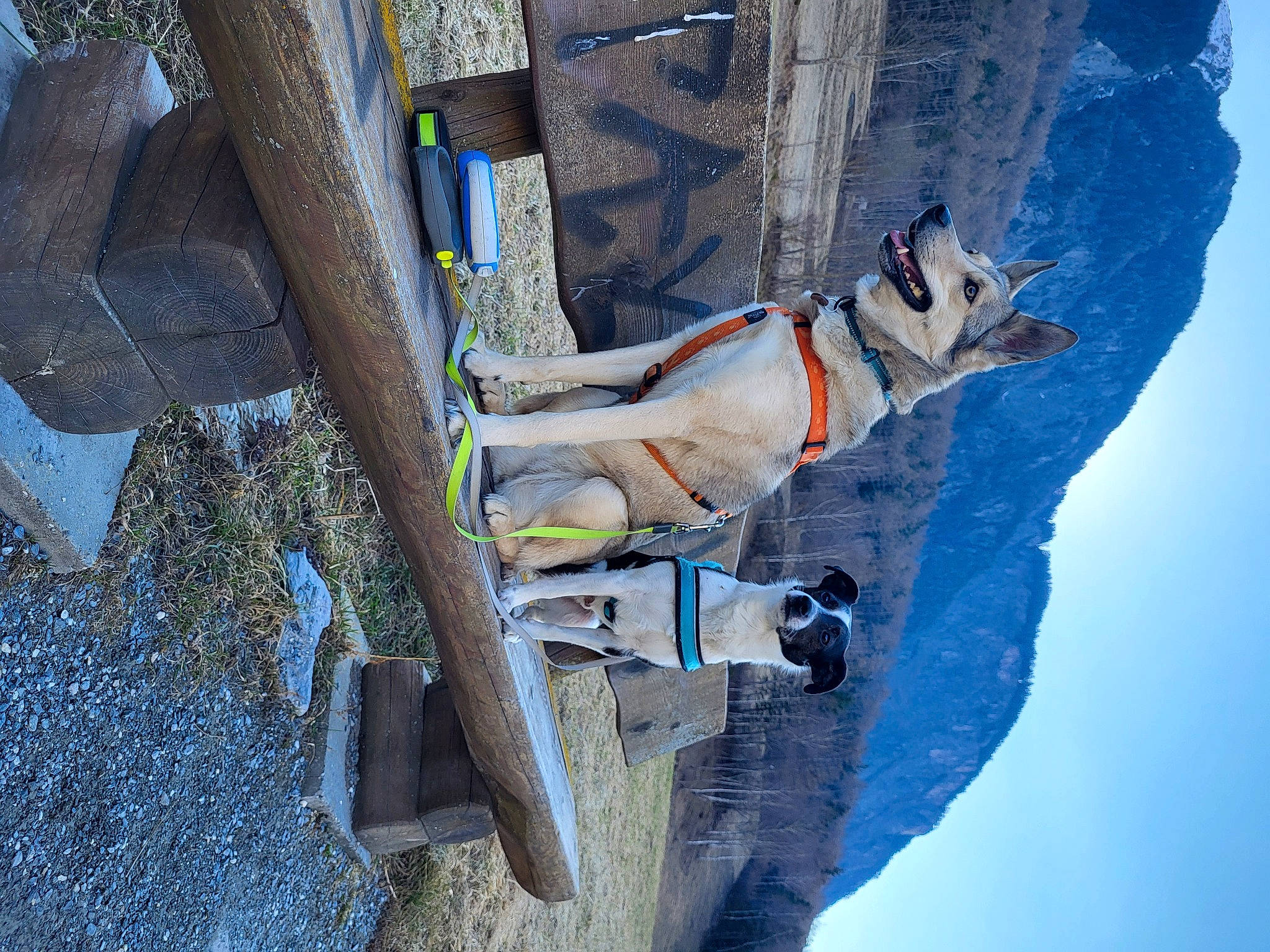 Luna participe au concours pour gagner de l'argent avec cette photo : adventure, blue, carmine, dog, electric_blue, freezing, fun, leisure, recreation, sculpture, sky, slope, sporting_group, statue, travel, tree, winter, wood, world