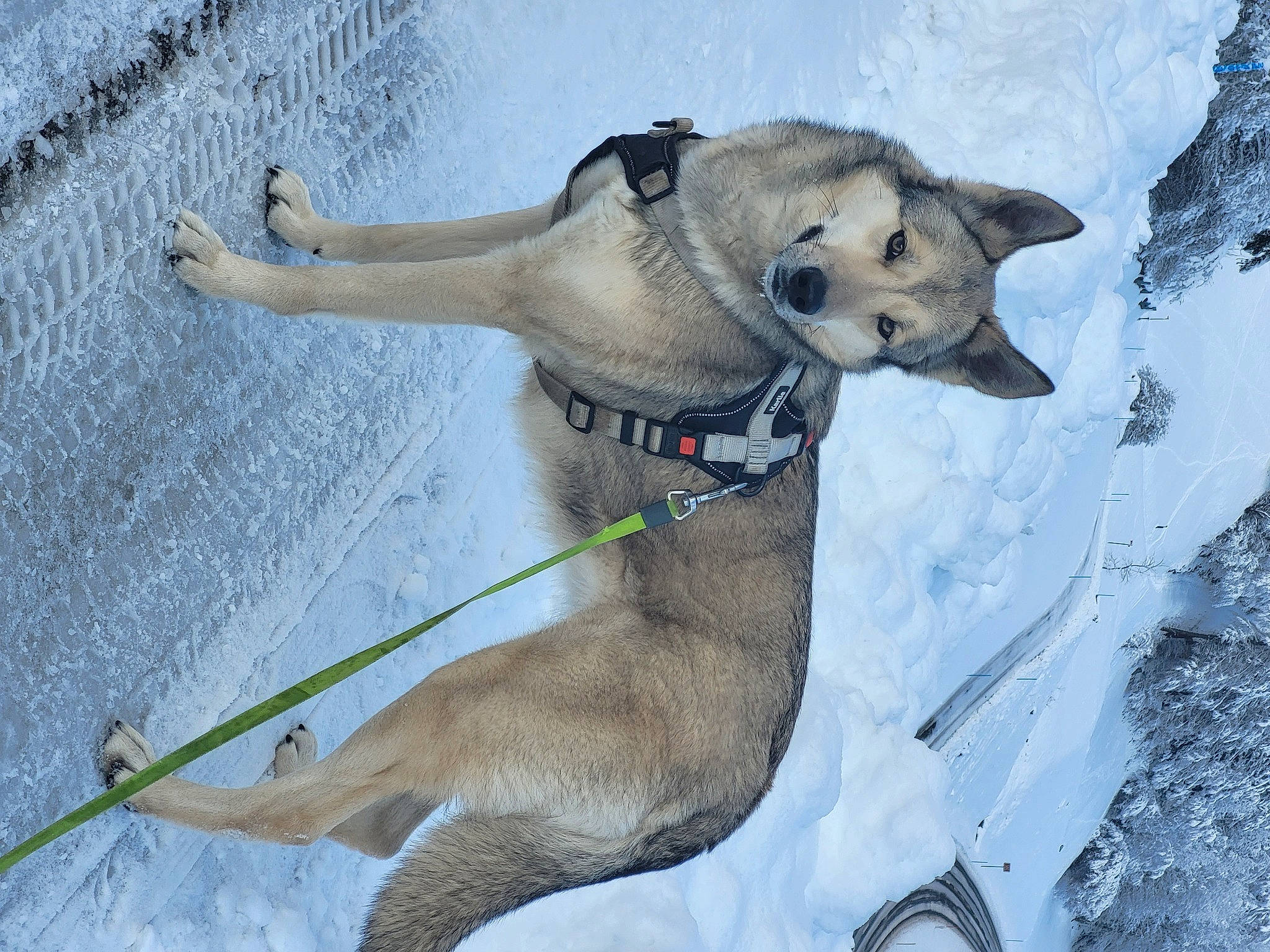 Luna participe au concours pour gagner de l'argent avec cette photo : adventure, canidae, canis, carnivore, collar, companion_dog, dog, dog_breed, dog_collar, dog_supply, fawn, leash, pet_supply, snout, snow, sporting_group, tail, winter, working_animal, working_dog