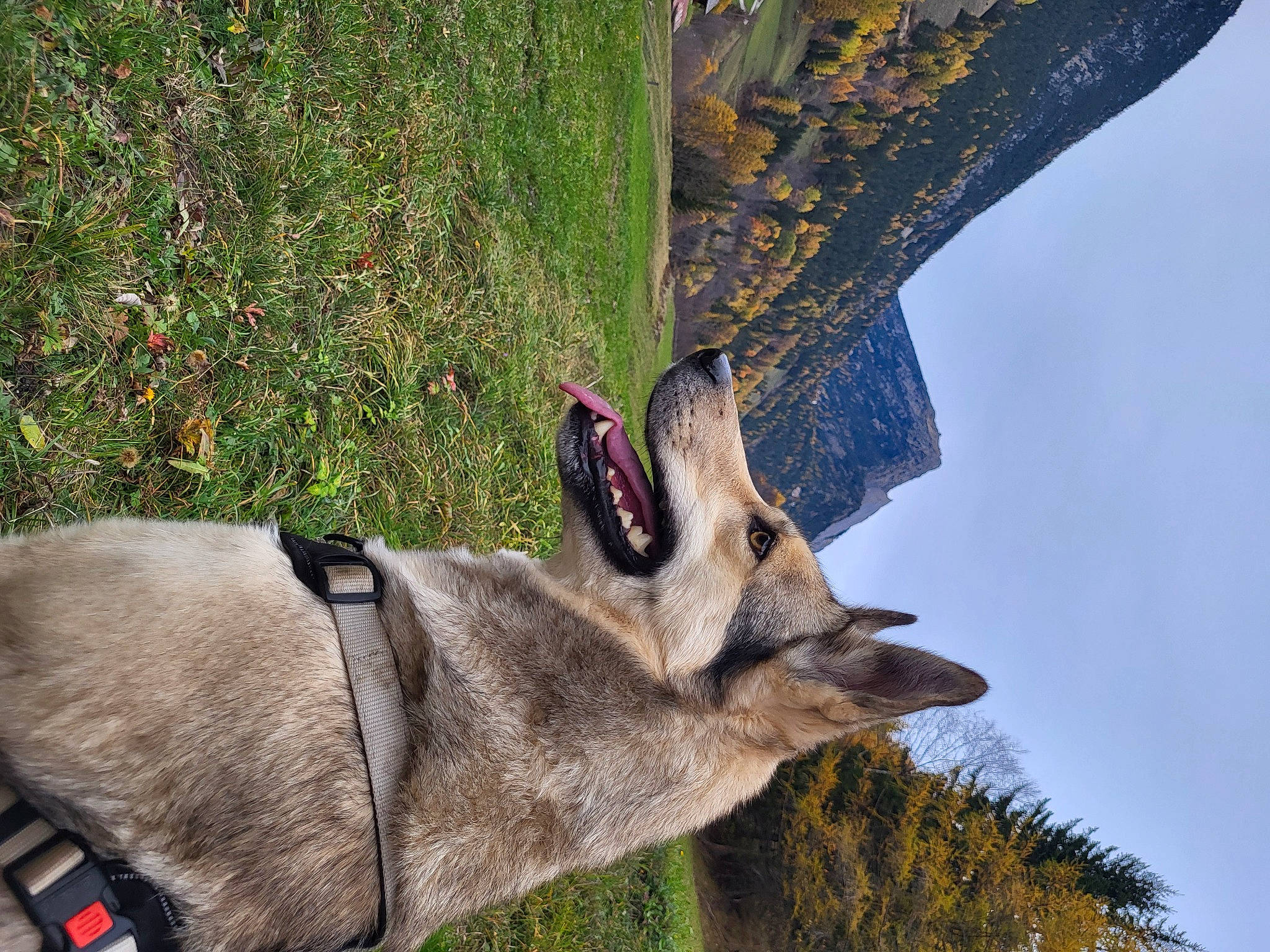 Luna a rejoint le concours — aidez-le/la à gagner de superbes lots ! beak, canidae, carnivore, collar, dog_breed, fawn, grass, livestock, marsupial, pack_animal, plant, sky, snout, sporting_group, tail, terrestrial_animal, tree, trunk, wildlife, working_animal