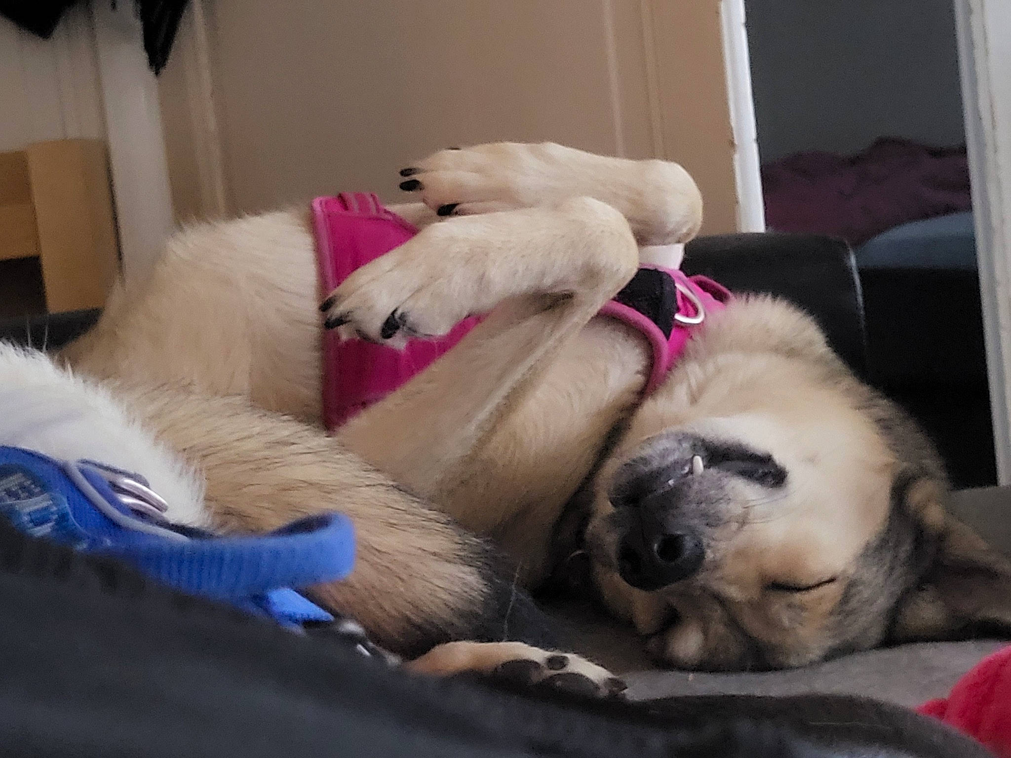 Luna a rejoint le concours — aidez-le/la à gagner de superbes lots ! ball, canidae, carnivore, comfort, companion_dog, couch, dog, dog_breed, dog_supply, fawn, fur, nap, paw, pug, puppy_love, snout, sporting_group, toy_dog, whiskers, wrinkle