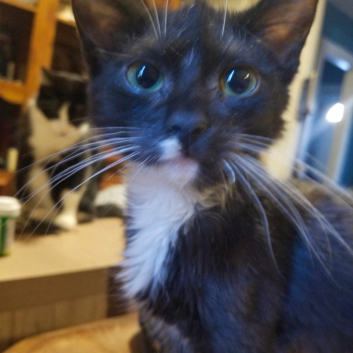 Bue Bue is registered to the contest to win money with this photo: abyssinian, animal, blackcat, brasssection, cat, hardwood, horn, kitten, manx, musicalinstrument, pet, plywood, siamese, wood