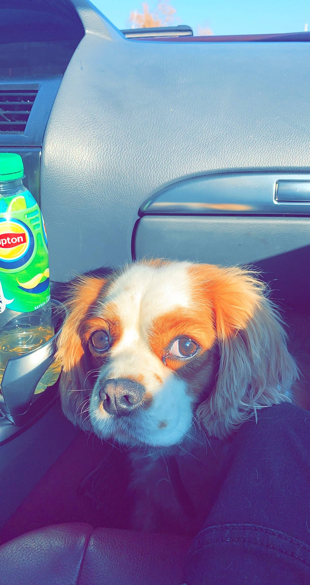 Gaspard a rejoint le concours — aidez-le/la à gagner de superbes lots ! aluminum_can, automotive_exterior, automotive_lighting, beverage_can, bottle, canidae, carbonated_soft_drinks, carnivore, companion_dog, dog, dog_breed, dog_supply, door, plastic_bottle, snout, sporting_group, vehicle, vehicle_door, water_bottle, whiskers