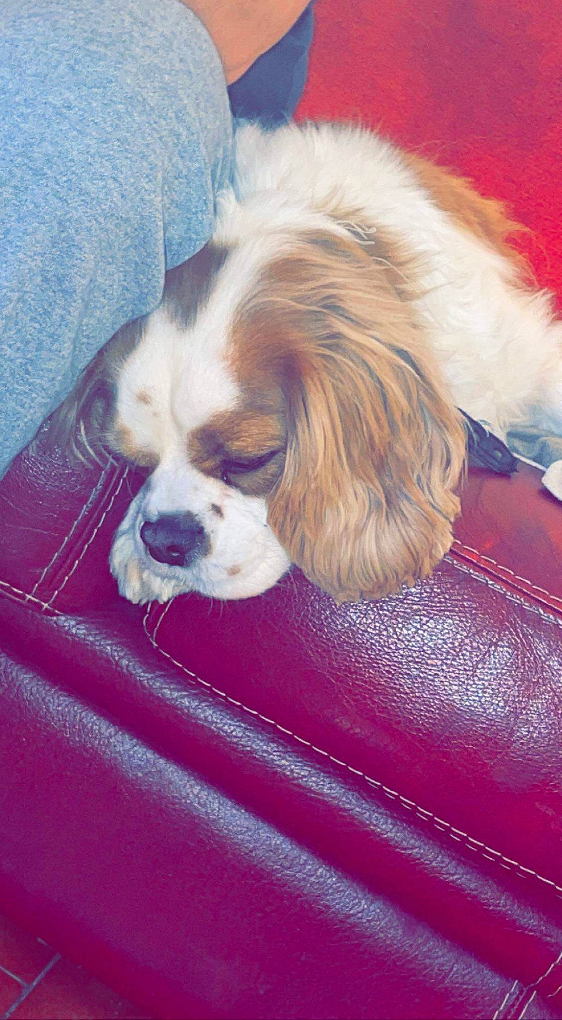 Gaspard participe au concours pour gagner de l'argent avec cette photo : bored, canidae, carnivore, cavalier_king_charles_spaniel, comfort, companion_dog, dog, dog_breed, dog_supply, fawn, fur, king_charles_spaniel, liver, pet_supply, snout, spaniel, sporting_group, terrestrial_animal, toy_dog