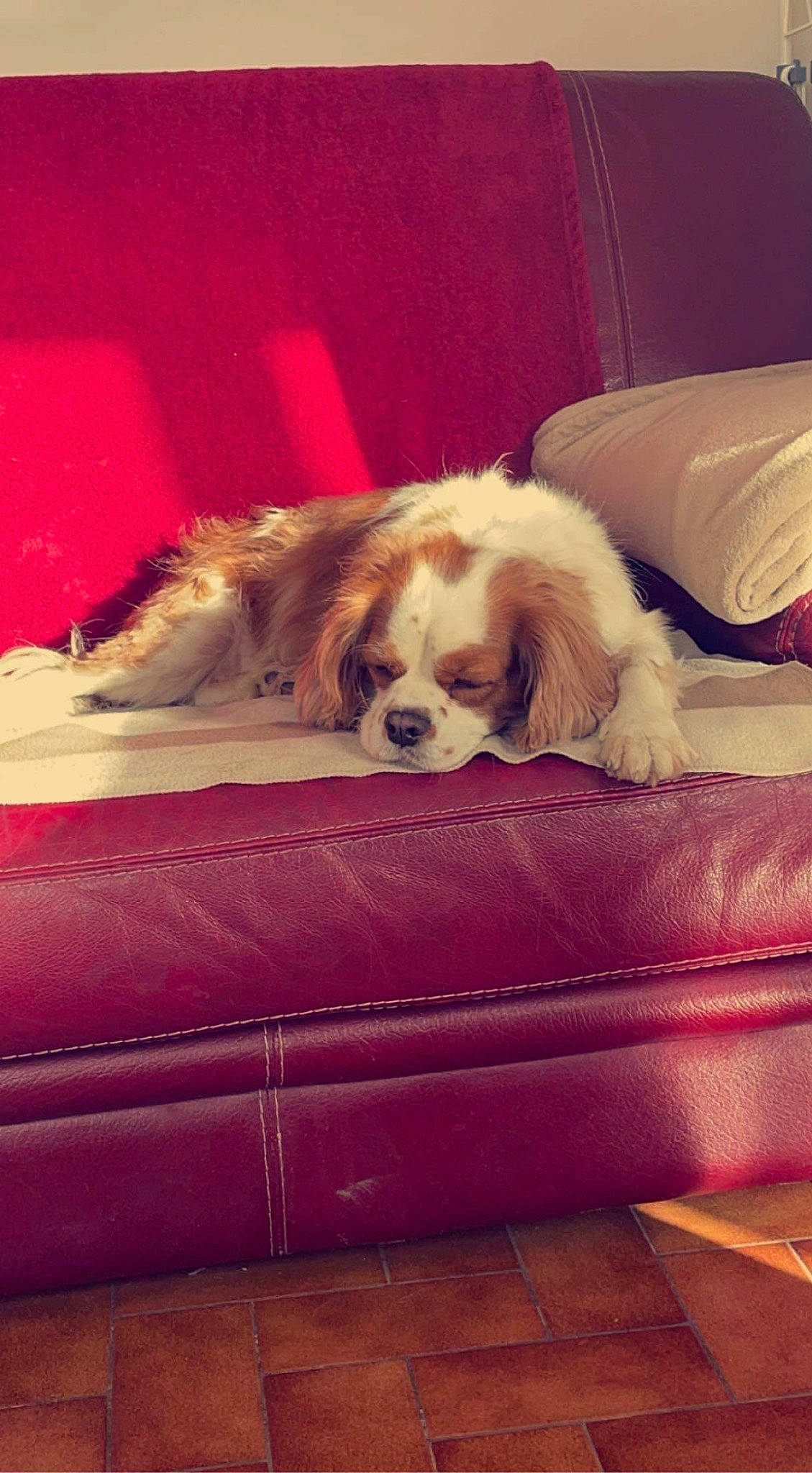 Gaspard participe au concours pour gagner de l'argent avec cette photo : carnivore, cavalier_king_charles_spaniel, chair, comfort, companion_dog, couch, dog, dog_breed, fawn, flooring, fur, furniture, gun_dog, king_charles_spaniel, liver, room, spaniel, tints_and_shades, toy_dog, whiskers