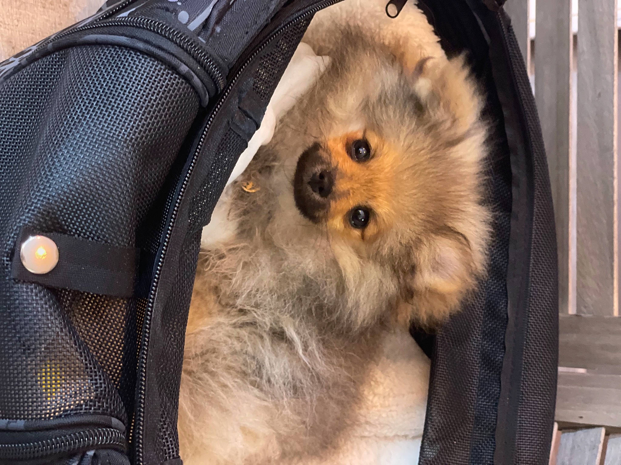 Snow a rejoint le concours — aidez-le/la à gagner de superbes lots ! bag, carnivore, companion_dog, dog, dog_breed, dog_clothes, dog_supply, fawn, felidae, german_spitz, german_spitz_klein, german_spitz_mittel, luggage_and_bags, pet_supply, pomeranian, snout, spitz, sporting_group, toy_dog, whiskers