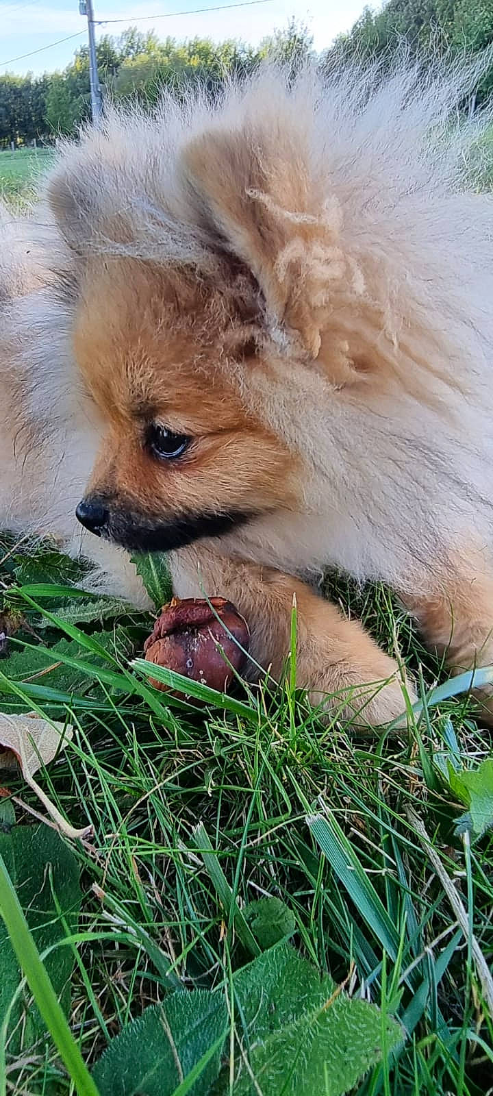 Snow a rejoint le concours — aidez-le/la à gagner de superbes lots ! canidae, carnivore, companion_dog, dog, dog_breed, eye, fawn, fur, german_spitz, german_spitz_klein, grass, grass_family, liver, plant, snout, sporting_group, terrestrial_animal, toy_dog, whiskers, working_animal