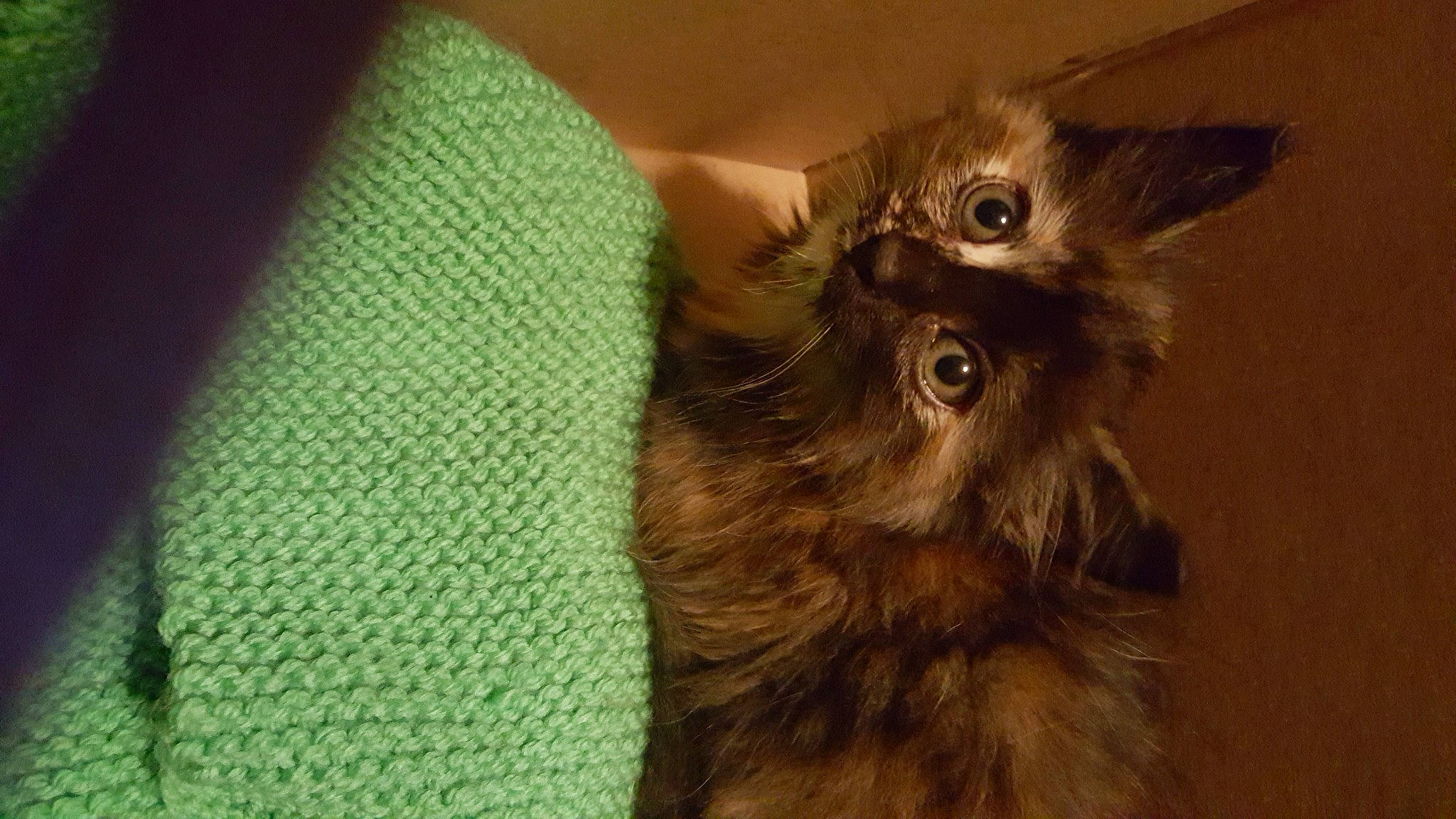 Ruby participe au concours pour gagner de l'argent avec cette photo : black_cat, canidae, carnivore, cat, claw, companion_dog, dog_breed, fawn, felidae, fur, liver, small_to_medium_sized_cats, tail, terrestrial_animal, toy_dog, whiskers