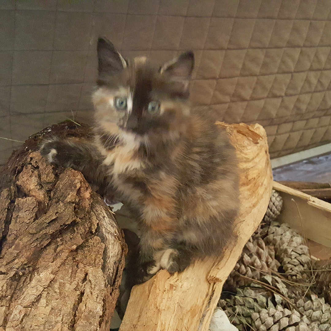 Rubis a rejoint le concours — aidez-le/la à gagner de superbes lots ! abyssinian, animal, box, cat, crate, den, driftwood, hardwood, indoors, kitten, lumber, manx, pet, plant, plywood, siamese, slate, tree, treestump, wood