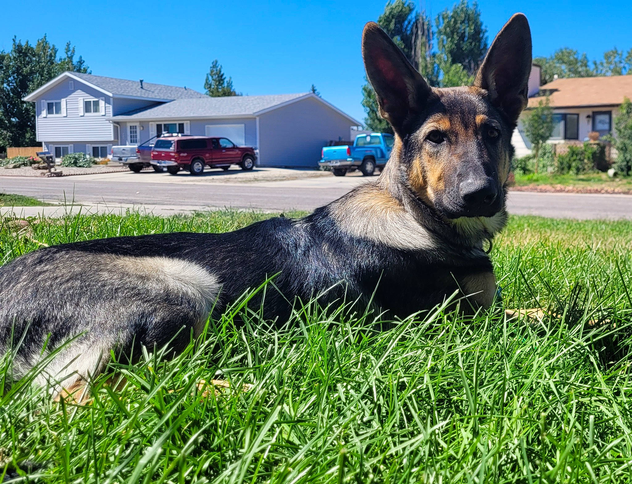 Grizzly is registered to the contest to win money with this photo: canidae, car, carnivore, collar, companion_dog, dog, dog_breed, grass, groundcover, herding_dog, plant, sky, snout, sporting_group, tire, tree, vehicle, wheel, window, working_animal