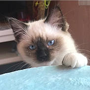 Leia joined the competition — help win amazing prizes! adorable, animal, blue_eyes, cat, closeup, curious, cute, domestic, feline, fur, indoor, kitten, looking, paw, pet, playful, siamese, soft_texture, whiskers, young