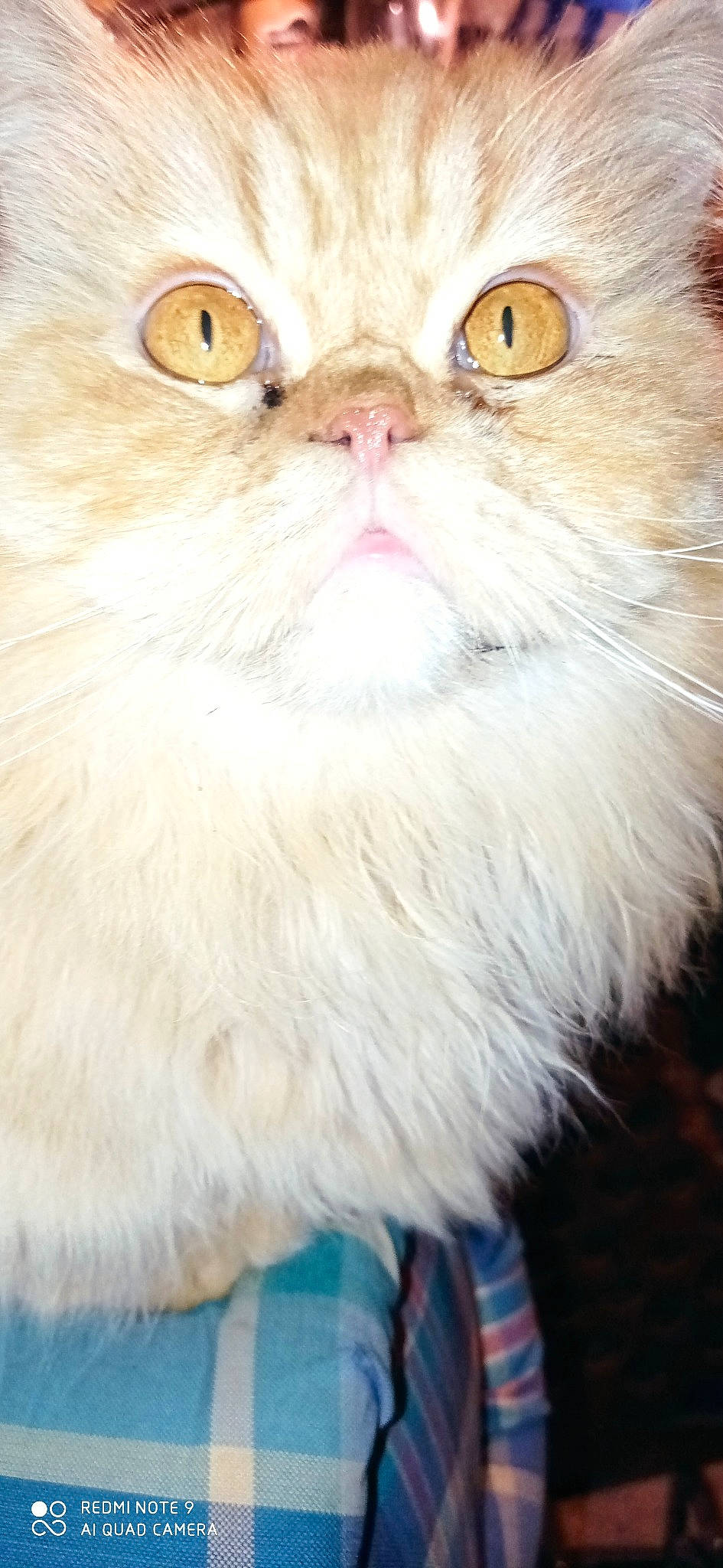 Liloo participe au concours pour gagner de l'argent avec cette photo : carnivore, cat, close_up, domestic_short_haired_cat, eye, fawn, felidae, fur, head, iris, photography, small_to_medium_sized_cats, snout, terrestrial_animal, whiskers, window