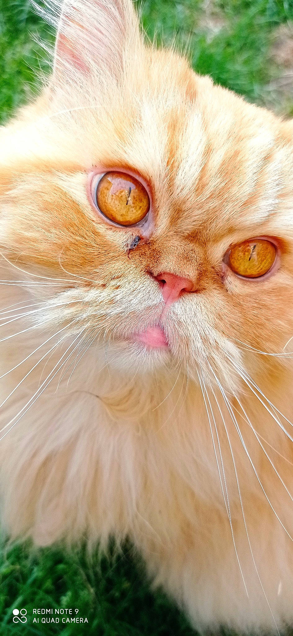 Liloo a rejoint le concours — aidez-le/la à gagner de superbes lots ! carnivore, cat, domestic_short_haired_cat, fawn, felidae, fur, peach, small_to_medium_sized_cats, snout, whiskers